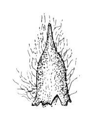 Ulota lutea, calyptra. Drawn from A.J. Fife 8084, CHR 436819.
 Image: R.C. Wagstaff © Landcare Research 2017 